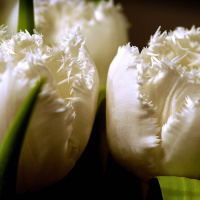 Hur hanterar man sorg?