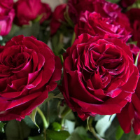 O drom te rakhes och kamimo.