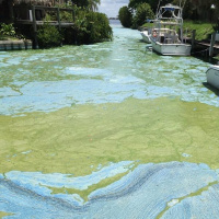 Jacqui Thurlow-Lippisch: Community leader fighting Floridas toxic algae bloom