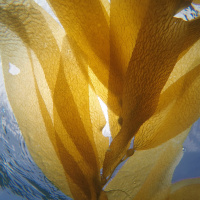 Emma: 13 year old aspiring marine biologist