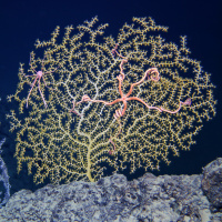 Dr. Iliana Baums: Coral scientist studying the shallows and the deep sea