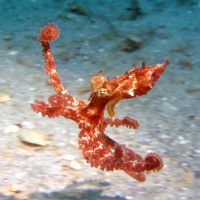 Chelsea Bennice: Octopus Scientist