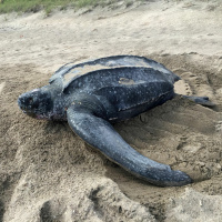 Grant Baysinger: Sea turtle field biologist in South Florida