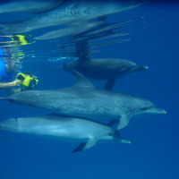 Dr. Denise Herzing: Wild Dolphin Project Founder