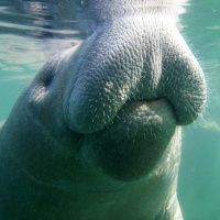 Beth Brady: Marine Biologist Studying Manatee Acoustics