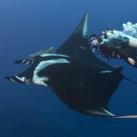 Dr. Andrea Marshall: The Queen of Mantas