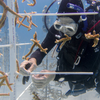 Kayla Ripple: Coral Restoration Foundation science manager