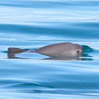 Sean Bogle: Vaquita conservation filmmaker
