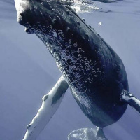 Chris Cilfone: Award winning ocean film maker