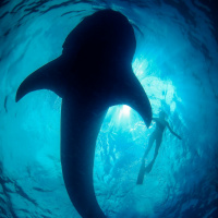 Tre Packard: Founder of PangeaSeed Foundation