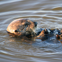 Sarah Chinn: California Sea Otter Scientist