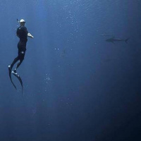 Paul de Gelder: Shark Bite Survivor Now Advocating for Sharks