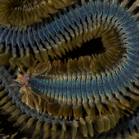 Dr. Greg Rouse: Marine biologist discovering new species