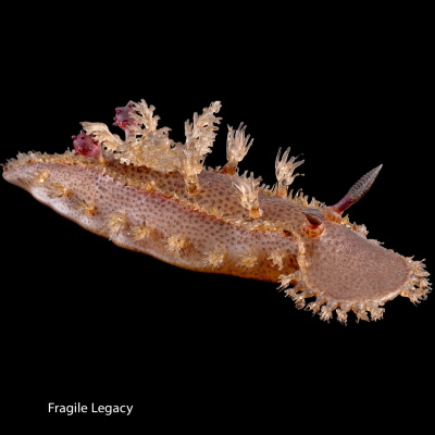 Ocean Allison Podcast