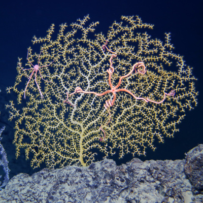 Ocean Allison Podcast