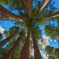 The Best Things in Life are Tree(s)