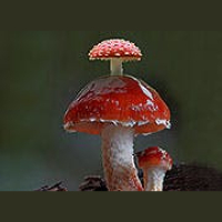 Mycology Education