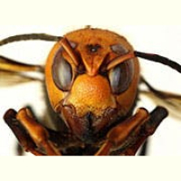 Home Invasions (rebroadcast)