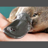 Platypus Crazy