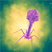 Not Just a Phage