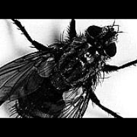 The X-Flies (rebroadcast)