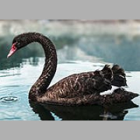 Tale of the Distribution