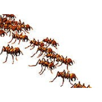 Swarm in Here... or Is It Just Me?