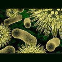 Skeptic Check: Evolutionary Arms Race