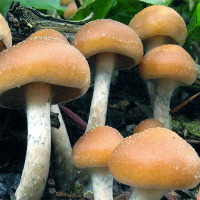 Skeptic Check: Shroom With a View*