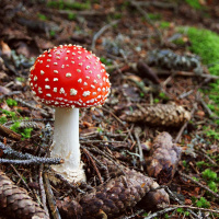 Mycology Education (rebroadcast)