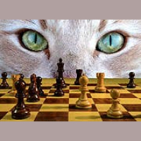 Are Animals Really That Smart?