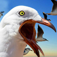 Animals Being Jerks (rebroadcast)