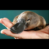 Platypus Crazy (rebroadcast)