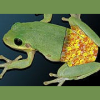 Frogs Pants