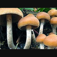 Skeptic Check: Shroom with a View