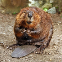 Leave it to Beavers