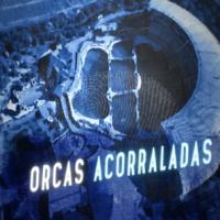 Cuarto Milenio: Orcas acorraladas