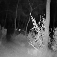 Cuarto Milenio: El bosque de los rituales satánicos