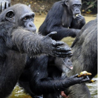 Superpoder Animal: La isla de los monos condenados