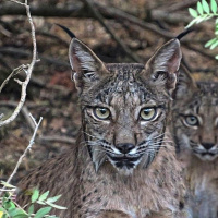 Superpoder animal: El regreso del Lince