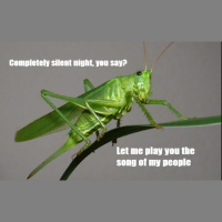 A Very Loud Cricket