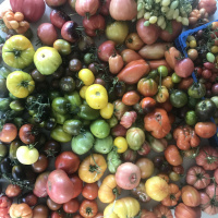 Tomater är så mycket mer än en röd frukt - Emelie Lagervall