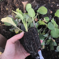 Konsten att odla enkelt