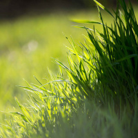 Så får du din gräsmatta grönare