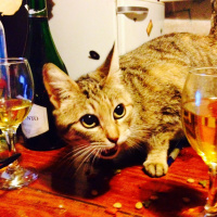 GATÚPIDOS PRIMERA SANGRE