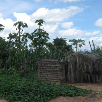 Matens Pris: Biff i regnskogen