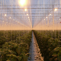 Matens Pris: Dopad paprika