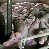 Matens Pris: Köttet och politiken