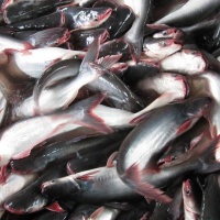 Matens Pris: Den fula fisken