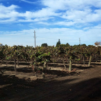 Tema 2016: Matens Pris